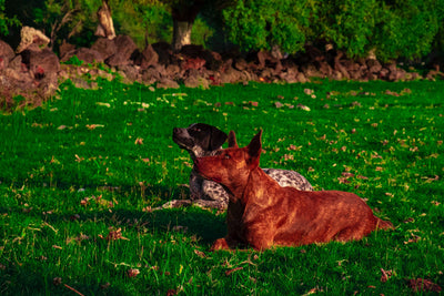 Rescue Dogs Philosophy