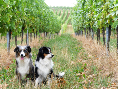 Dog-Friendly Lodi: Unleash in Wine Country Dog Friendly